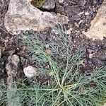 Trinia glauca List