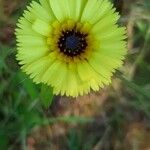 Tolpis barbata Квітка
