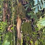 Caryota mitis Fruit