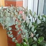 Sedum sieboldii Hoja