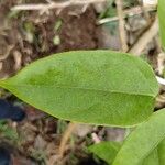 Mucuna sloanei Leaf