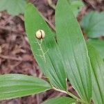 Maianthemum stellatum Ffrwyth