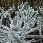 Lupinus alopecuroides Corteccia