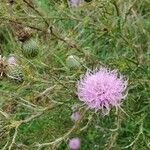 Cirsium discolor ফুল