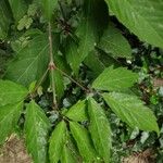 Acer cissifolium Folha