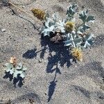 Eryngium maritimumFlower