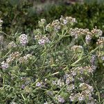 Phacelia ramosissima Pokrój