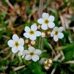 Androsace chamaejasme Flower