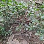 Arctostaphylos patula Blad