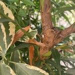 Mahonia fortunei Bark