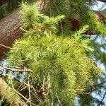 Cedrus deodara Blatt