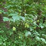 Staphylea trifolia Fruit