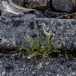 Eragrostis minor Blüte