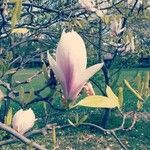 Magnolia x soulangeana Άλλα