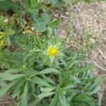 Potentilla recta ശീലം