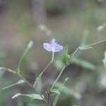 Evolvulus alsinoides Blomma