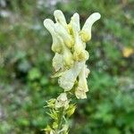 Aconitum vulparia Цветок