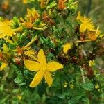 Hypericum maculatum Blüte