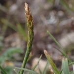 Carex uncinioides 花