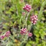 Antennaria roseaFlower