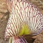 Ormocarpum kirkii Flower