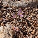 Colchicum filifoliumফুল