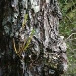 Dendrobium austrocaledonicum Кора