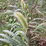 Setaria italica Flower