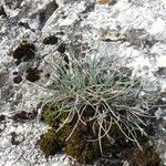 Festuca pallens Blad