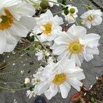 Anemone hupehensis Blüte