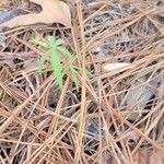 Coreopsis major Leaf