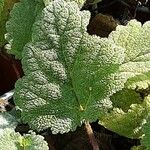 Salvia sclarea Blatt