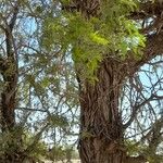 Prosopis cineraria Bark