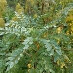 Marcetella moquiniana Likasa