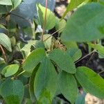 Clematis texensis List