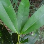 Calophyllum brasiliense Feuille