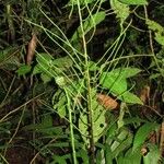 Blechnum divergens عادت