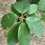 Lithocarpus pachylepis
