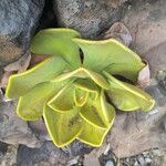 Aeonium nobile Leaf