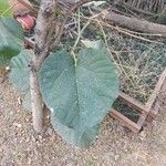 Cordia myxa Leaf