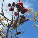 Sterculia foetida 果