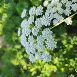 Ammi majus Blüte