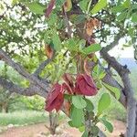 Terminalia prunioides Fruit