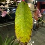 Tabebuia rosea Blatt