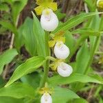 Cypripedium californicum ᱵᱟᱦᱟ