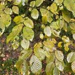 Carpinus orientalis Blad