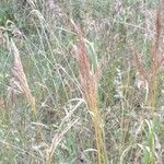 Bothriochloa ischaemum Flower