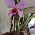 Cattleya trianae