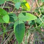 Clitoria mariana Leaf