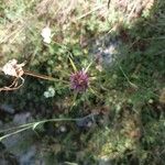 Tragopogon angustifolius 葉